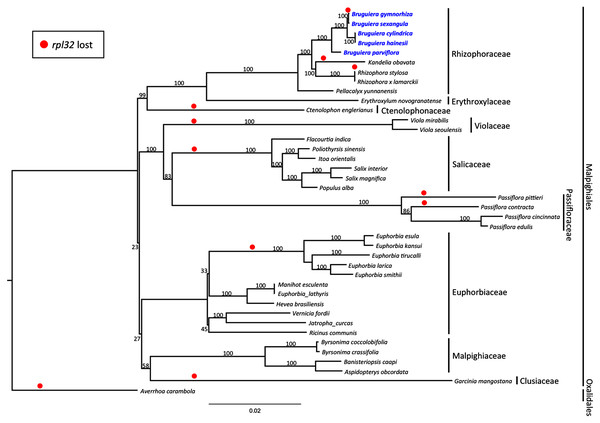 Molecular phylogenetic tree of the five Bruguiera species, three other mangrove species and thirty-two terrestrial plant species based on 59 conserved chloroplast coding genes.