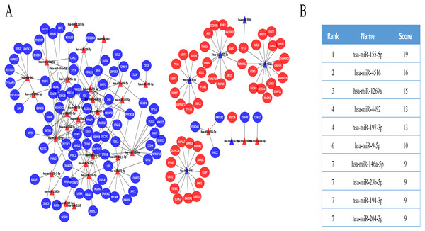 The miRNA-mRNA regulatory network in IMN and interaction between 10 hub miRNAs and target DE mRNAs.