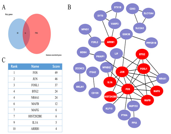 The miRNA-mRNA regulatory network in IMN and top ten miRNAs with the highest score of interaction in the miRNA-mRNA regulatory network.