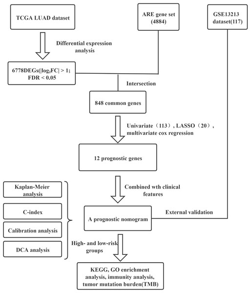 The flow chart showing the scheme of the study on the prognostic signatures for lung adenocarcinoma.
