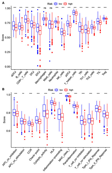 Risk group ssGSEA score comparison in the TCGA-BRCA dataset.