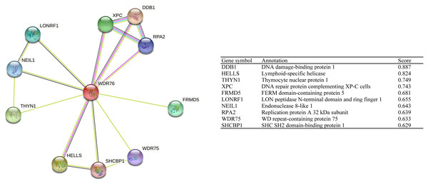The protein interaction network of WDR76.