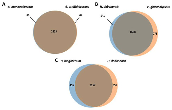 Venn diagrams representing the number of unique and shared proteins between (A) A. mannitolivorans and A. ornithinivorans, (B) H. dabanensis and P. glucanolyticus, (C) B. megaterium and H. dabanensis.