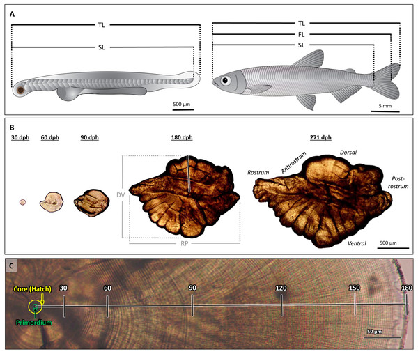 Morphological features of Delta Smelt and their otoliths.