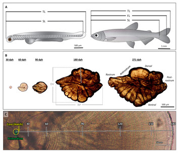 Fish Detector Market Size, Growth Opportunities: Unlocking