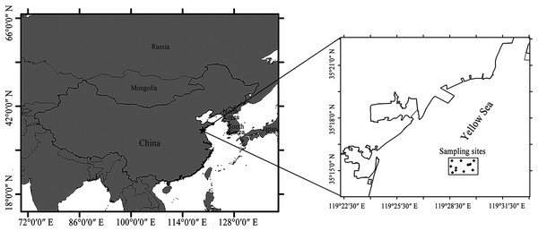 The location of the sampling sites in the Yellow Sea of China.