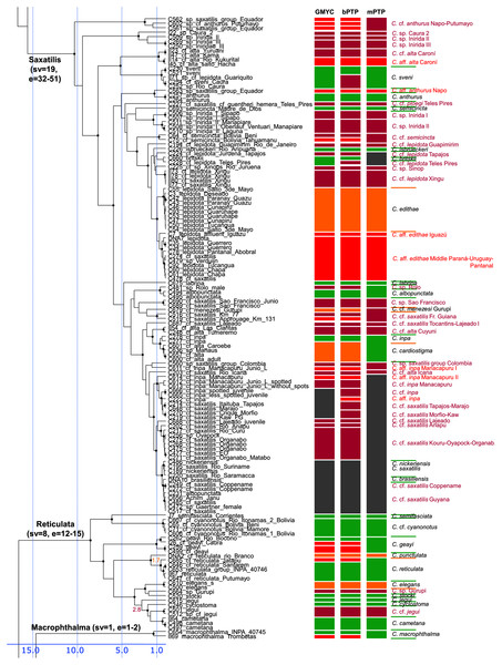 Second part of the maximum clade credibility chronogram from 10,000 posterior trees generated using Beast (same tree as Fig. 2) showing the Saxatilis, Reticulata and Macrophthalma species groups.