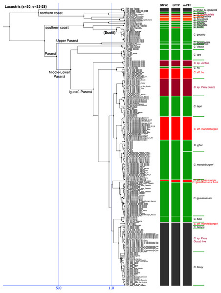 Third part of the maximum clade credibility chronogram from 10,000 posterior trees generated using Beast (same tree as Fig. 2) showing the Lacustris species group.