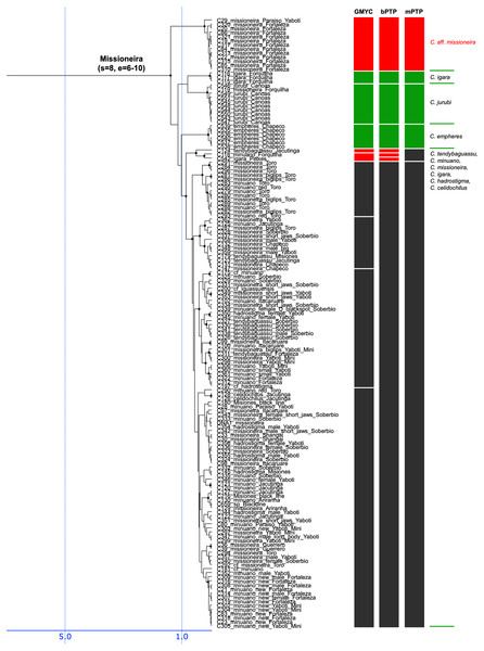 Fourth part of the maximum clade credibility chronogram from 10,000 posterior trees generated using Beast (same tree as Fig. 2) showing the Missioneira species group.