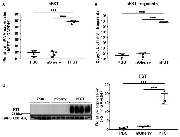 Evaluation of gene and protein expression by rAdV<hFST> in HuH7.