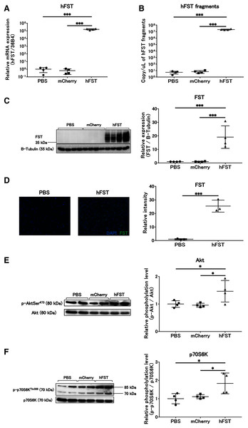 Evaluation of gene and protein expression and muscle protein synthesis signaling activity by rAdV<hFST> in C2C12.