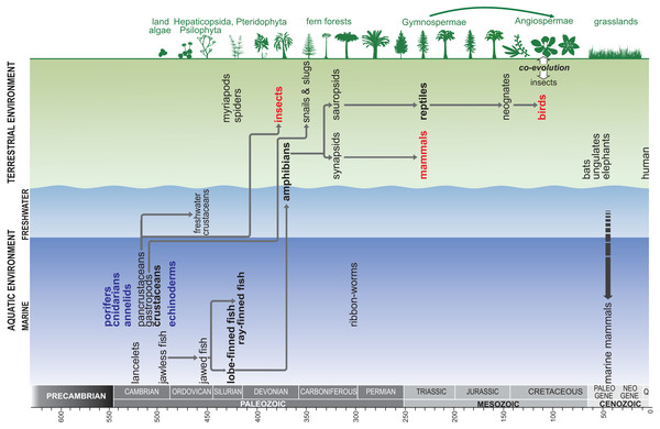 Generalised model showing the phylogenetic relationships between animal clades, in the context of the major stages of evolution; red –senescent animals, blue –biologically ‘immortal’ animals.