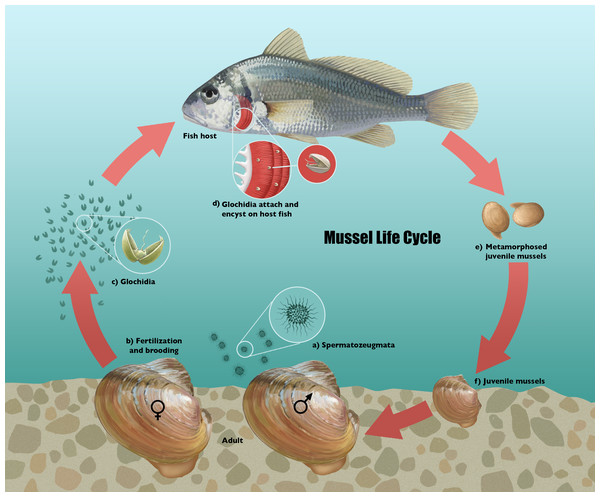 Life cycle diagram of freshwater mussels.