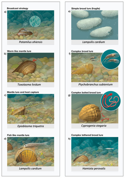 Panel depicting many of the common host infection strategies used by North American freshwater mussels.
