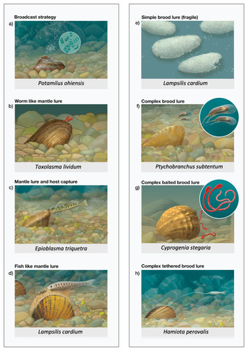 Evolution Of Diverse Host Infection Mechanisms Delineates An Adaptive 