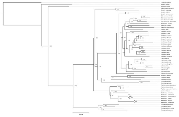 Phylogeny of lampsiline mussels.