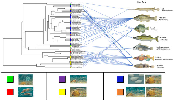 Freshwater mussel phylogeny including host infection strategy and preferred hosts for each species.
