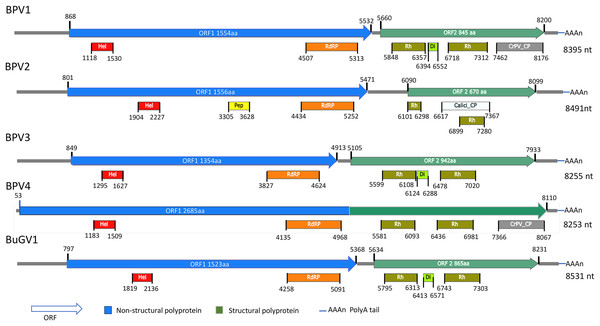 Schematic representation of genome structures of five novel SRV+ with near full length genome sequences.