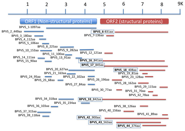 Regions of a generic SRV+ genome with homology to snail-derived virus sequences.