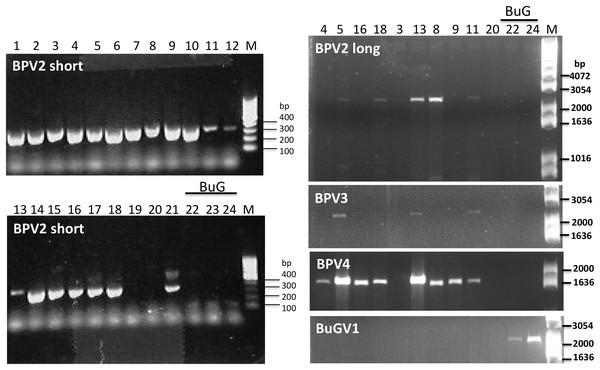 Confirmation of the presence of BPV2, BPV3, BPV4 and BuGV1 sequences in snail RNA samples.