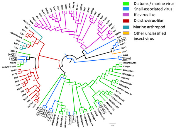 Phylogenetic relationships among SRV+ CP sequences derived from snails, diatoms, marine RNA viruses of unknown hosts and insects.