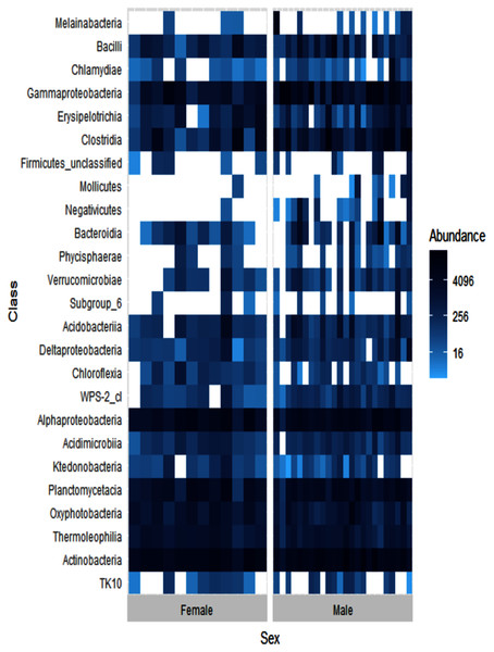 Heatmap showing the relative abundances of the top 25 most abundant bacterial classes in male (N = 24) and female (N = 12) ʻakikiki.