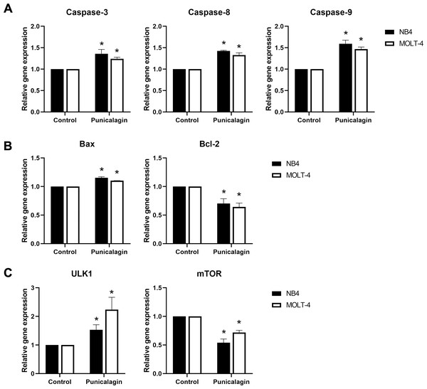 Effect of punicalagin on mRNA expression of apoptotic and autophagic genes.