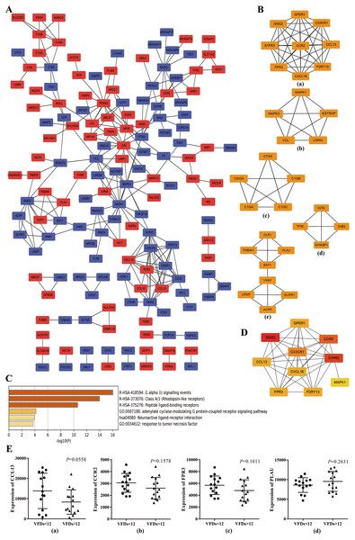 Protein–protein interaction (PPI) network based on the top 300 DEGs.