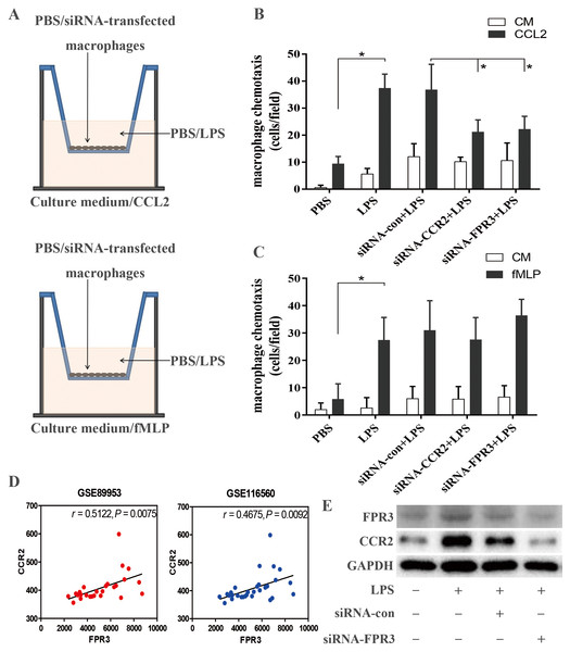 Assessment of CCR2 and FPR3 in LPS-induced chemotaxis of macrophages in in vitro experiment.