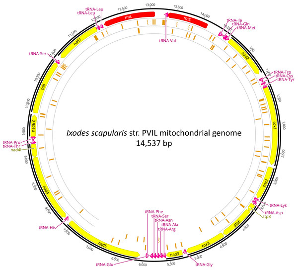 Mitochondrial genome of Ixodes scapularis.