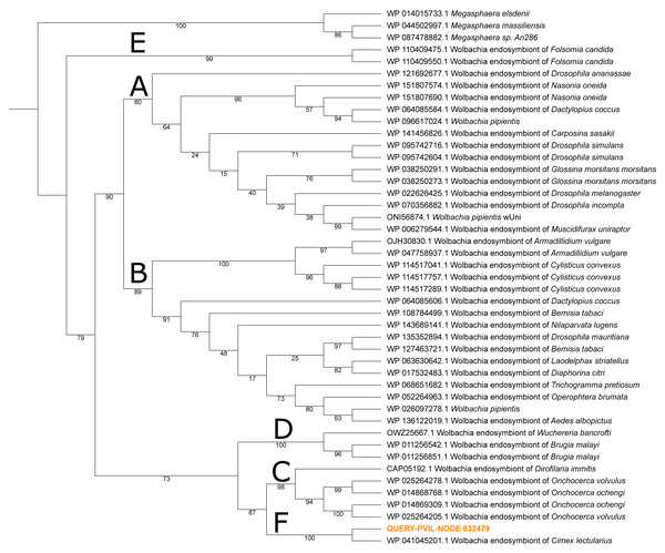Maximum-likelihood phylogeny of Wolbachia spp. constructed from elongation factor Tu (TufA) protein sequence alignment.