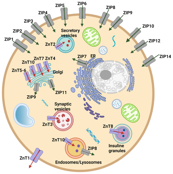 Cellular and subcellular localization of zinc transporter proteins.