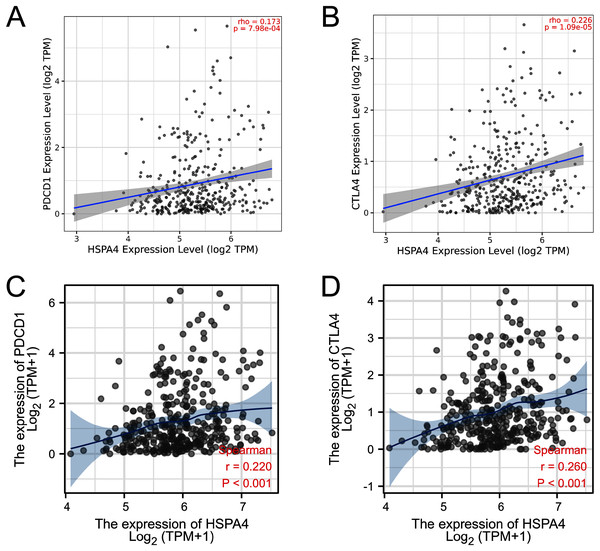 Correlation of HSPA4 expression with PD-1 and CTLA-4 expression in HCC.