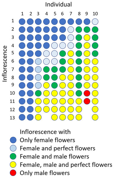 Sexual expression of inflorescences of Psychotria manillensis during the flowering period (42 d; June 26–August 3, 2012) in the Oppa population of Okinawa Island, Japan.