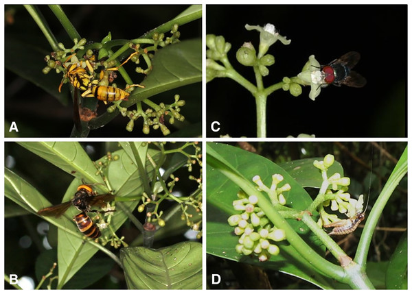 Flower visitors of Psychotria manillensis on Okinawa and Iriomote Islands, Japan.