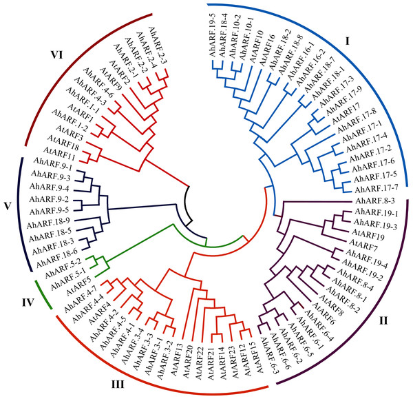 Phylogenetic analysis of auxin response factor (ARF) proteins from peanut and Arabidopsis.