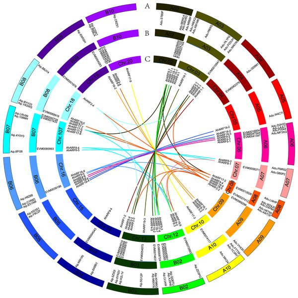 Distribution and synteny analysis of AhARF gene family on peanut chromosomes.