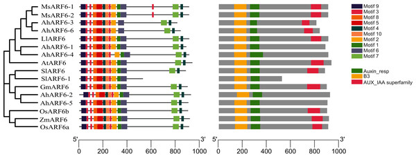 ARF6 protein sequence analyses of peanut, corn, rice, Arabidopsis, soybean, tomato, medicago and Lupinus micranthus Guss.