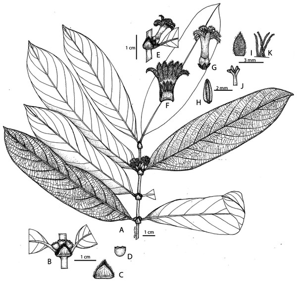 Illustration of Lasianthus ranongensis.