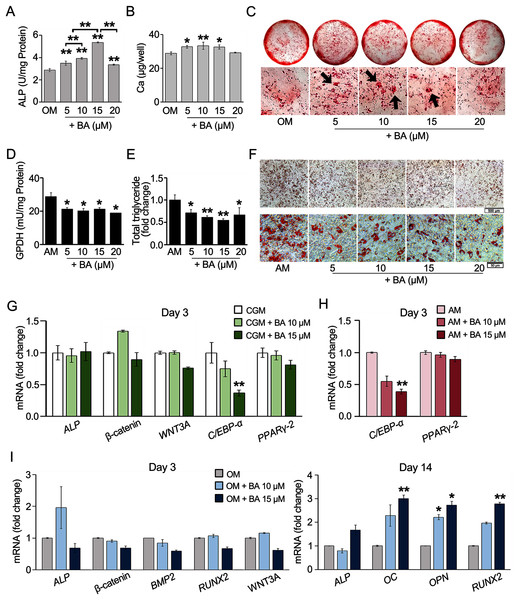 BA increased hMSC osteogenic differentiation but decreased hMSC adipogenic differentiation.