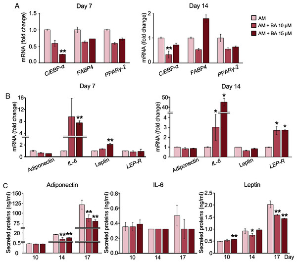 Effect of BA on white adipogenic markers and adipokine expressions on hMSCs.