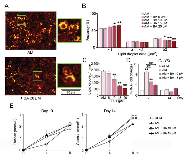 Effect of BA on hMSC lipid droplet formation and glucose uptake.