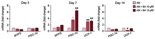 BA increased the expressions of brown adipogenic markers, PGC-1α, and UCP-1 on day 7 of hMSC adipogenesis.