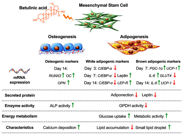 Concluding schematic shows how BA alters the fate of hMSC toward osteogenesis and brown adipogenesis and away from white adipogenesis.