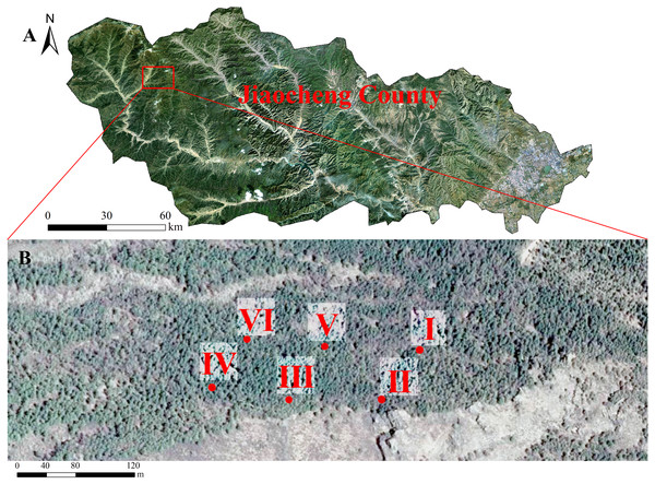 The study site, Larix principis-rupprechtii forests in Jiaocheng County (A). Red dots indicate the sampling plots (I-VI), gray boxes indicate the six sampling areas (B).