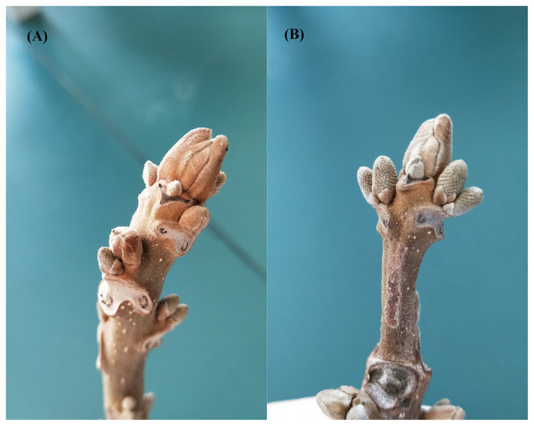 (A) Male and (B) female flower buds of Juglans mandshurica.