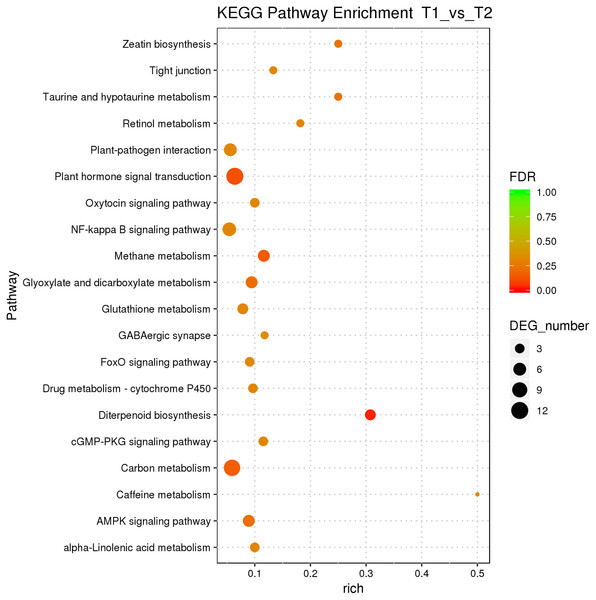 KEGG pathway enrichment of female and male flower buds of female precursor J. mandshurica (T1 vs. T2).