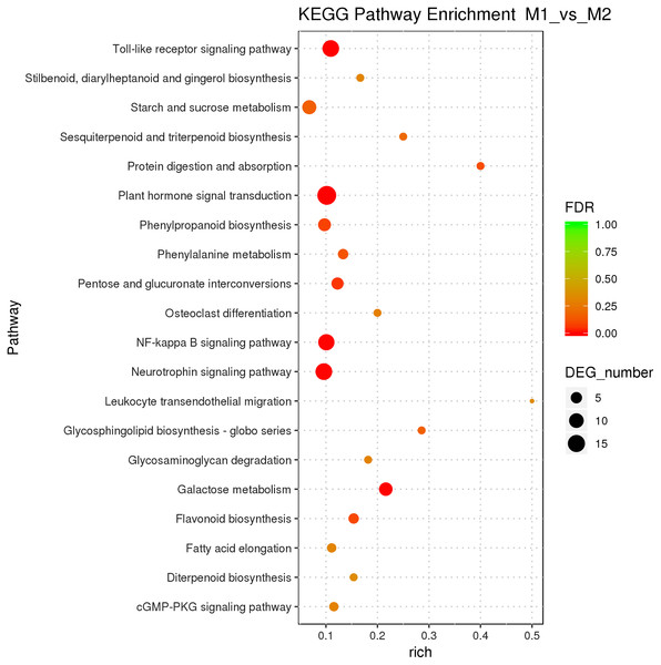 KEGG pathway enrichment of female and male flower buds of male precursor J. mandshurica (M1 vs. M2).