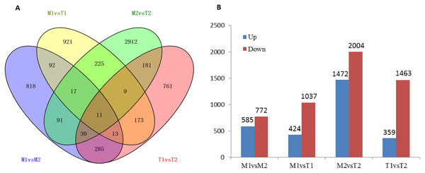 Number of differentially expressed genes in male and female flower buds (A stands for IAA related differentially expressed transcription factors, B stands for ETH related differentially expressed transcription factors).