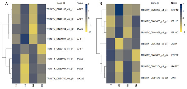 The differential expressed transcription factors between the male and female flower buds.